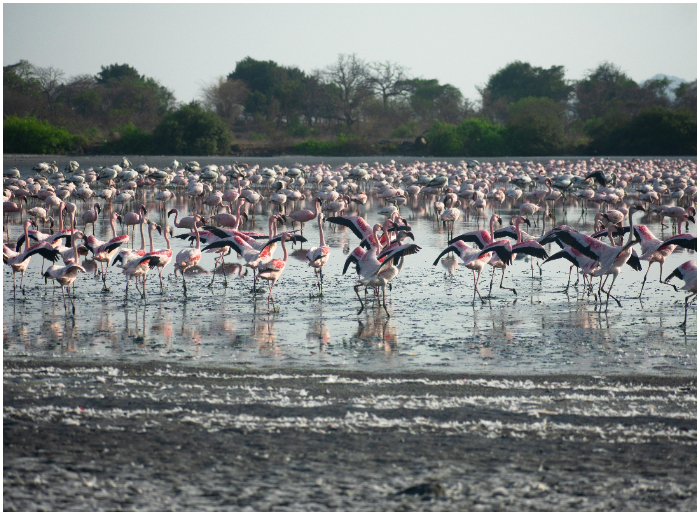 Flamingos in Mumbai