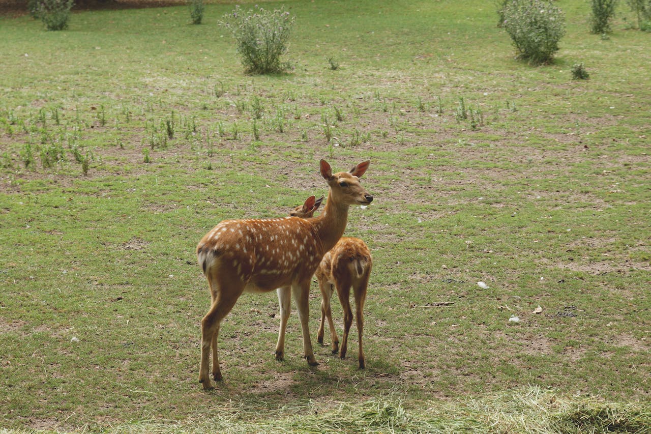 Deer Park