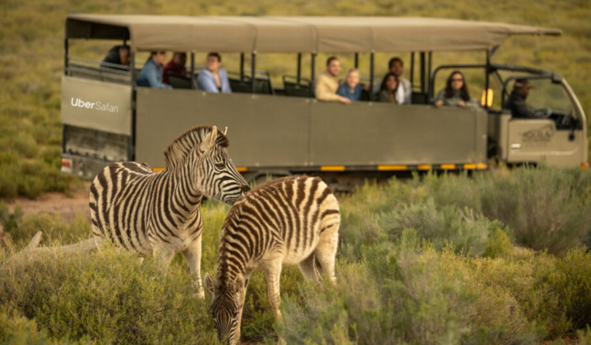 Uber Safari