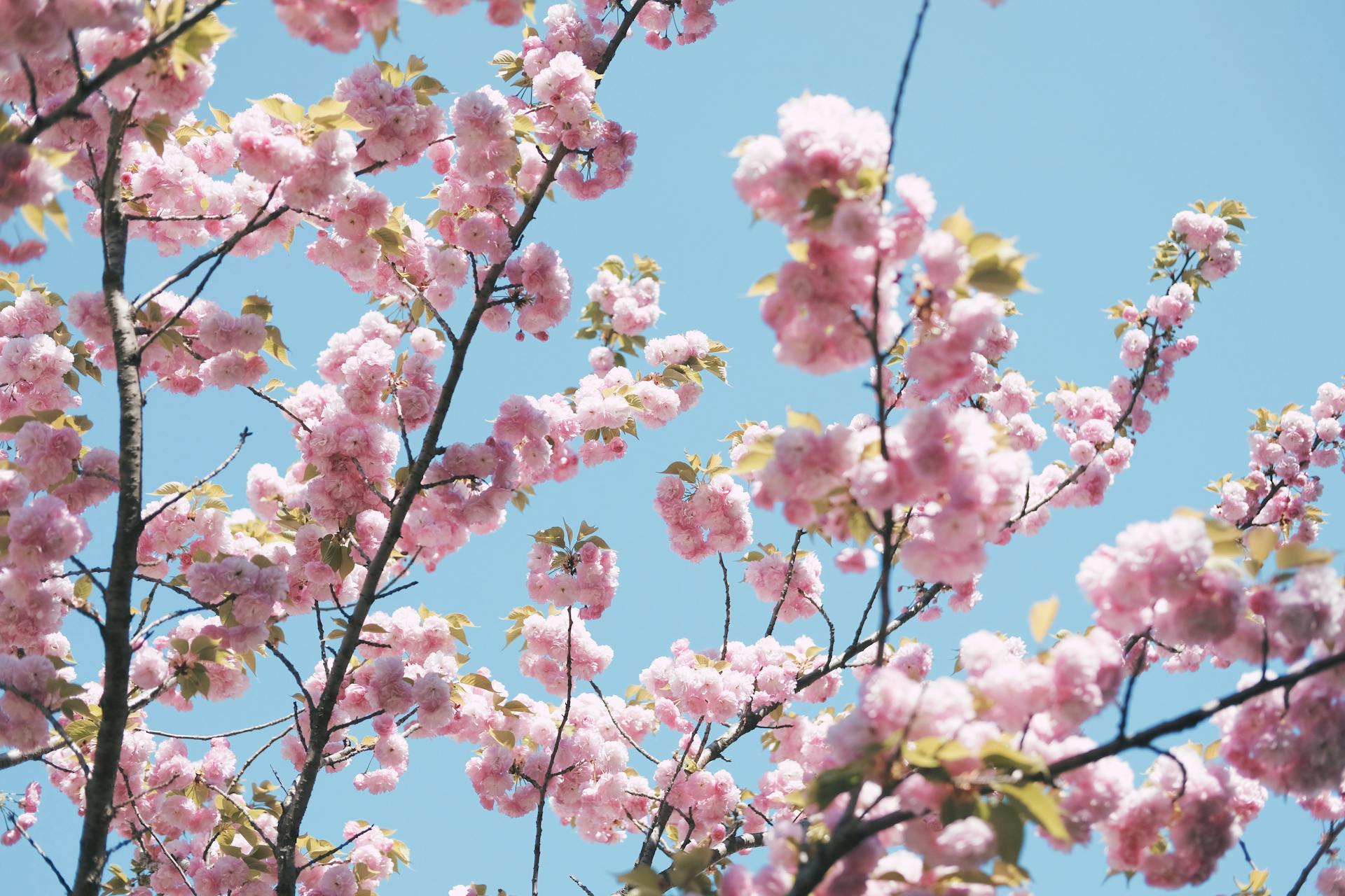 Shillong Cherry Blossom Festival