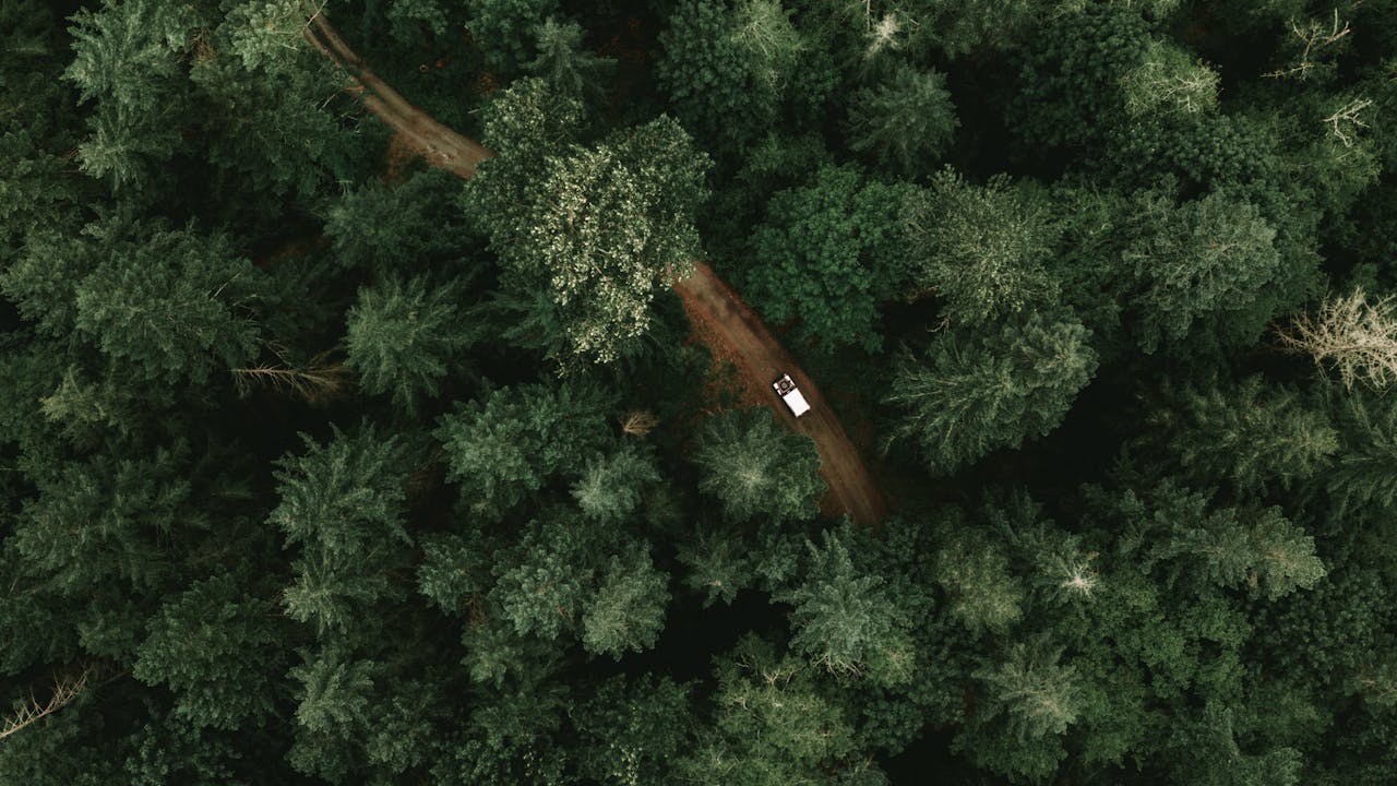 Public Urban Forest