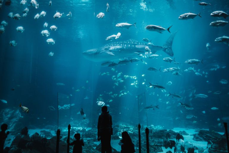 best aquariums india