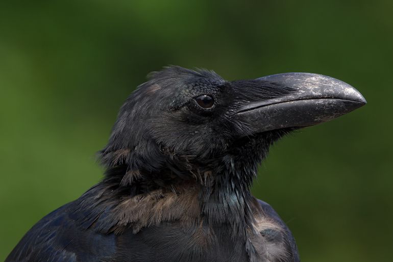 crow