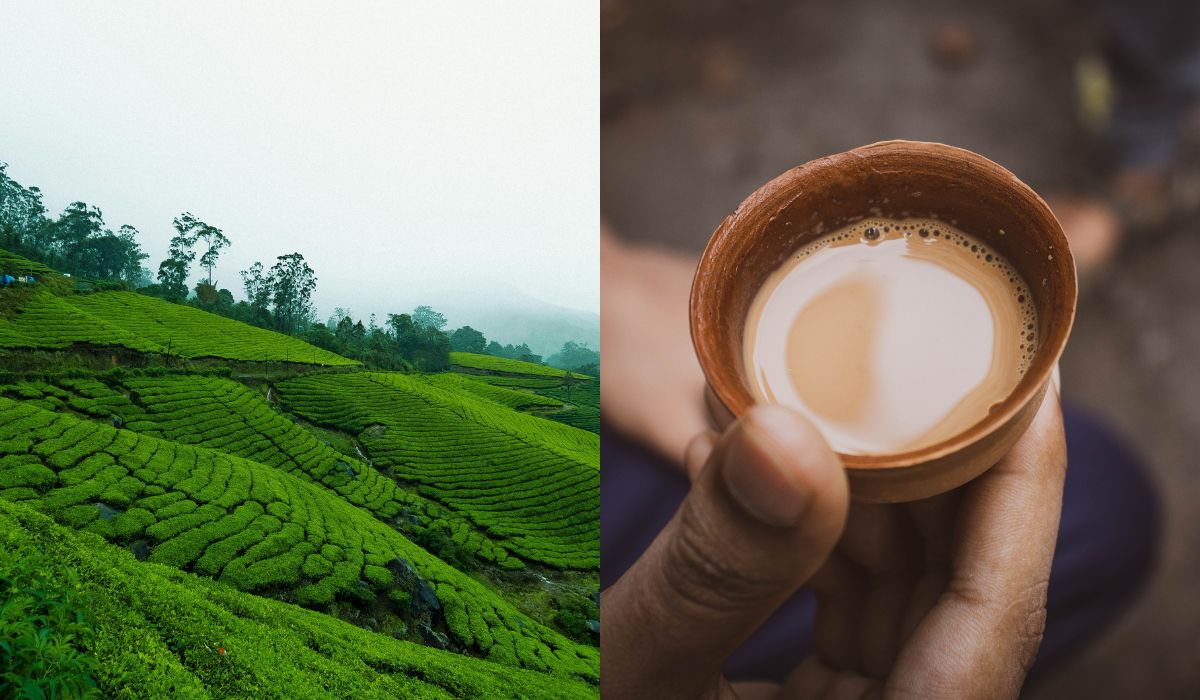 history of tea india