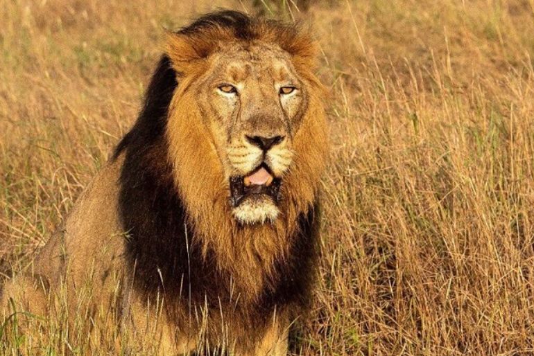 Gir Annual Jungle Safari Season (1)