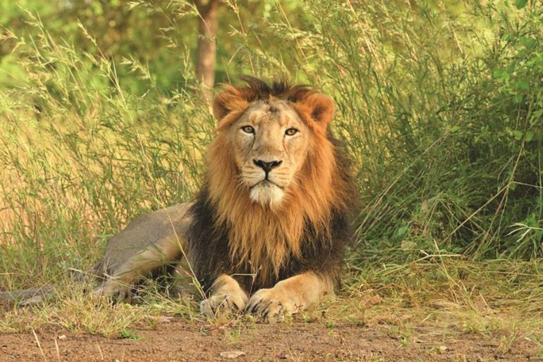 Gir Annual Jungle Safari Season (2)