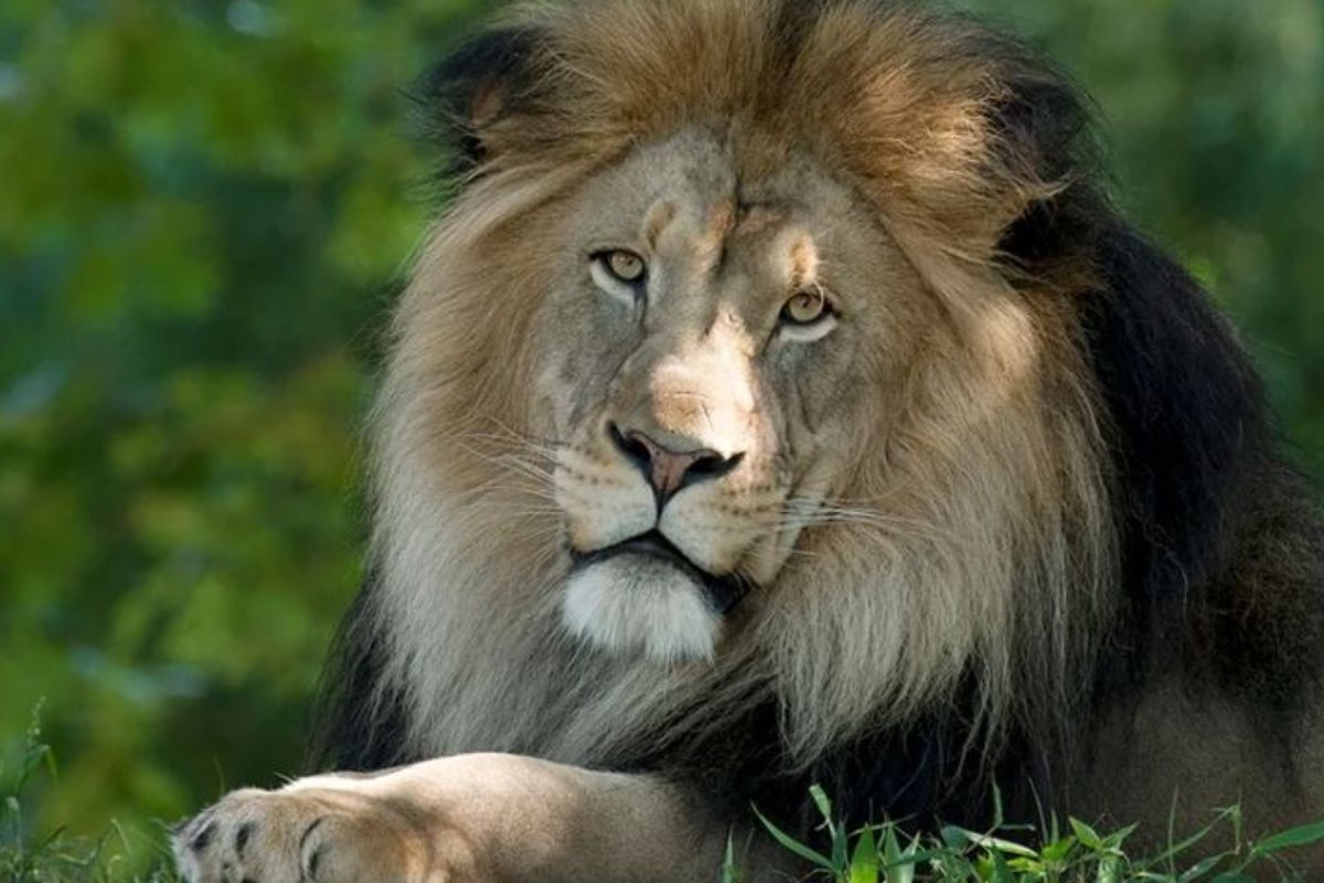 Gir Annual Jungle Safari Season