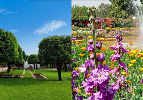 Amrit Udyan Summer Annuals 2025