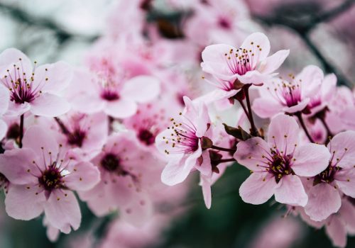 Almond Blossoms