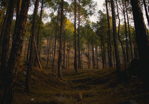 Almora-landscape-2