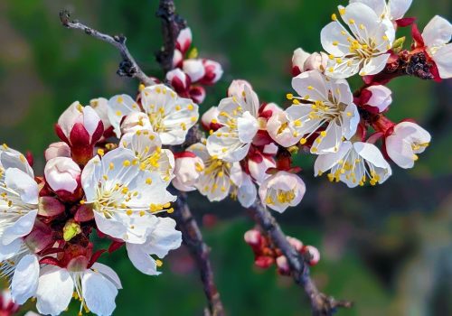 Apricot Blossom Festival 2026
