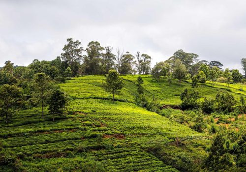 Best-Hill-Stations-In-Tamil-Nadu-For-A-Break