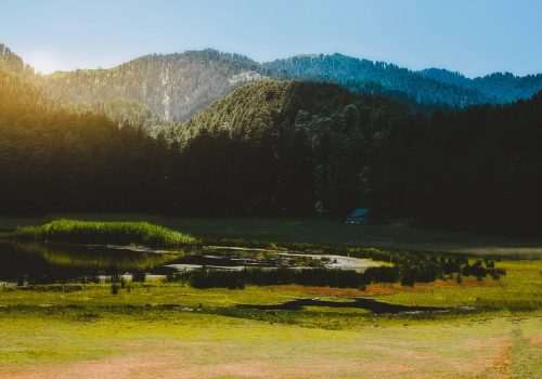 Best-Places-To-Visit-In-Khajjiar-trees-1