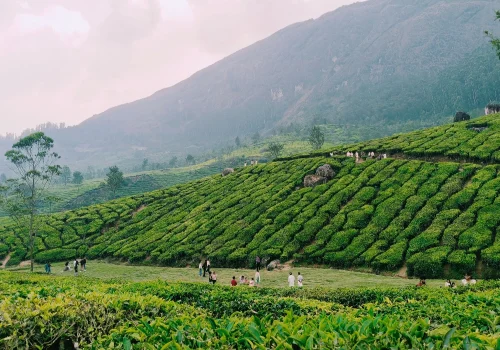 Best Time To Visit Idukki
