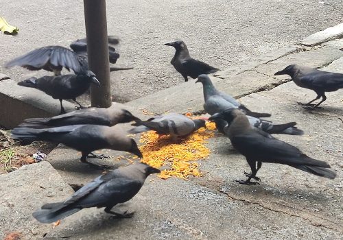 Bird_feeding_India