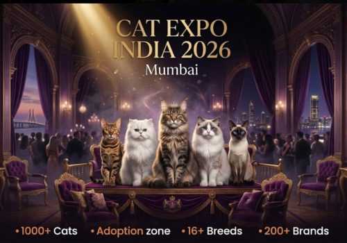 Cats_3