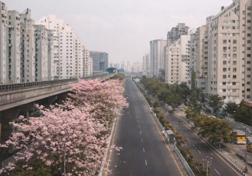 Cherry Blossom in Kolkata