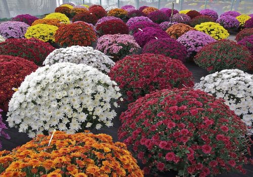 Asia’s First Chrysanthemum Garden