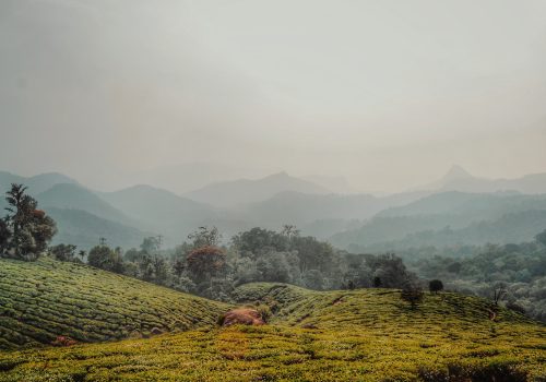 Coorg In Summer
