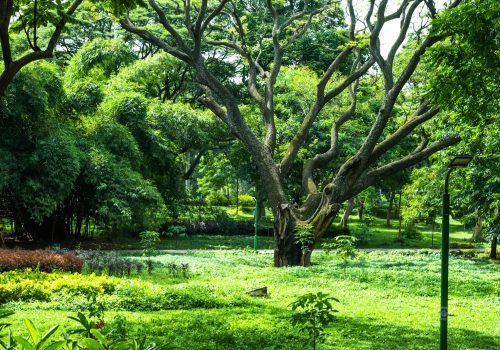 Cubbon Park Flower Show 2025