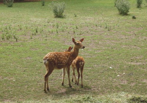 Deer Park