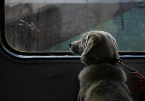 how to travel with dog in train