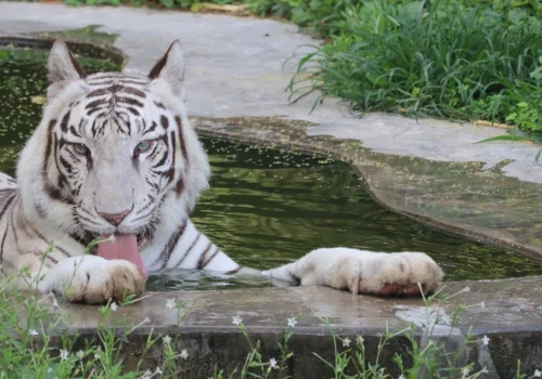 Delhi Zoo