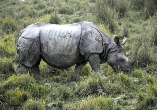 Experiencing The Kaziranga National Park