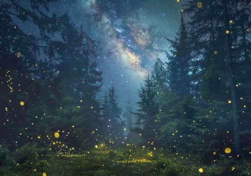 Firefly Festival, fireflies festival bhandardara
