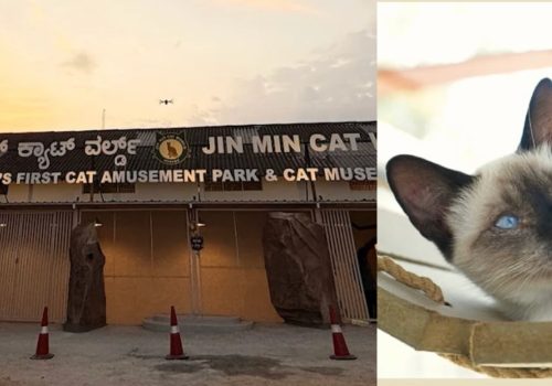 First Cat Museum