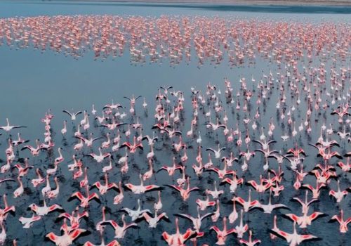 Flamingo_2