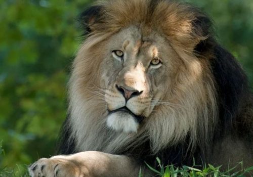 Gir Annual Jungle Safari Season