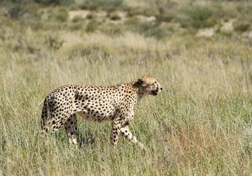 India’s First Cheetah Safari