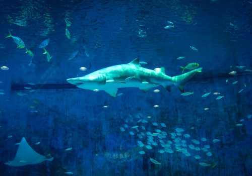 India's Largest Aquarium