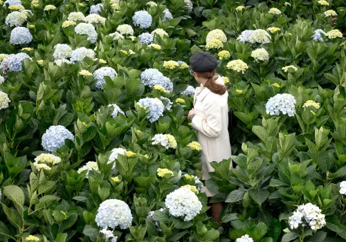 Jangsaengpo Hydrangea Festival