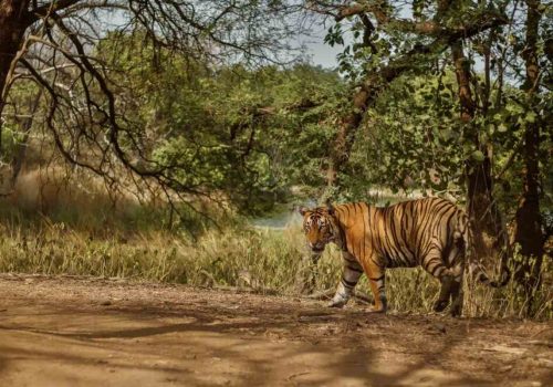 Jim Corbett National Park