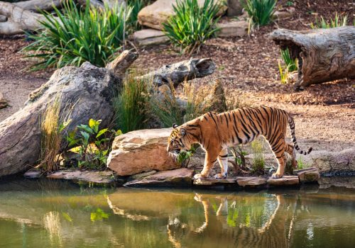 Jungle Safari