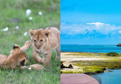 Kenya Trip Cost From India_ We Have A Budget Breakdown For You!