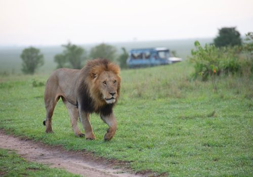Gir train safari