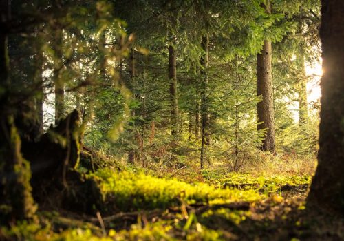 Maharashtra To Plant 300 Crore Trees