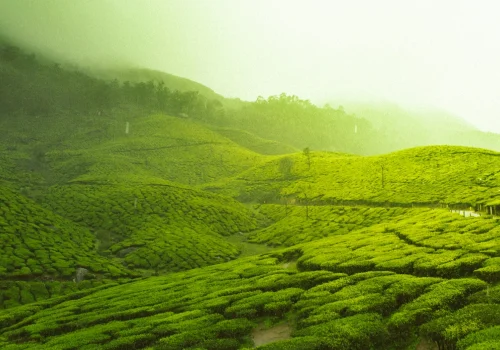 Munnar 3 Days 2 Nights Itinerary