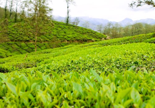 Munnar-50