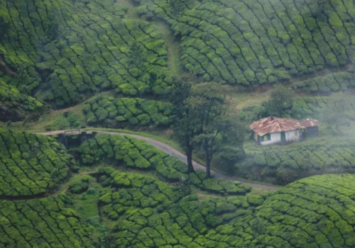 Munnar Budget Trip