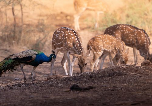 National Parks In South India To Visit