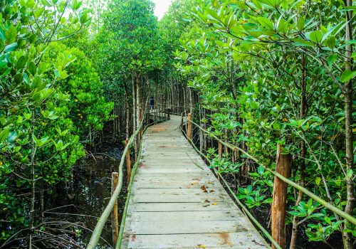 Navi Mumbai’s First Mangrove Parks