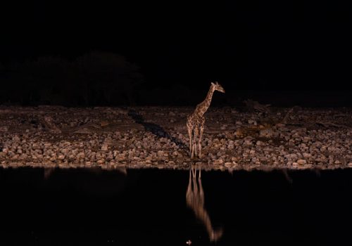 Night Safari Lucknow