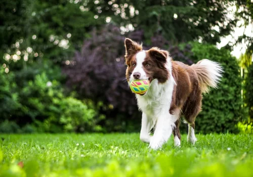 Pet-Friendly Staycation Spots Near Jaipur