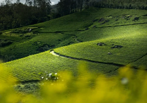 Places To Visit In Wayanad