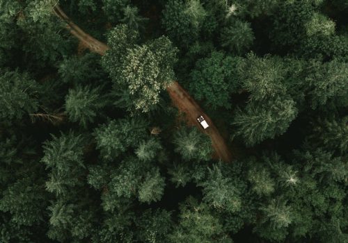 Public Urban Forest