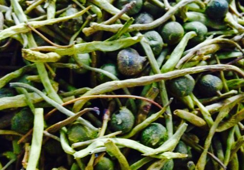 Sangri Bean